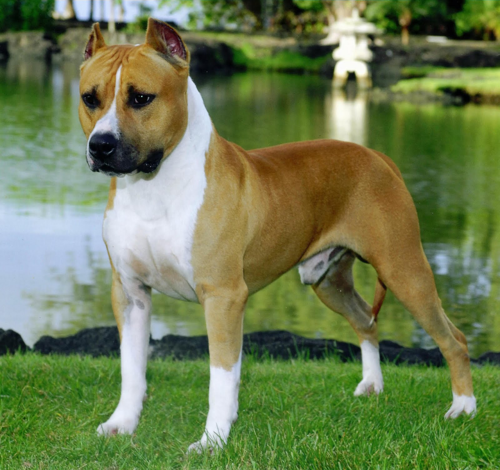 american-staffordshire-terrier-brown