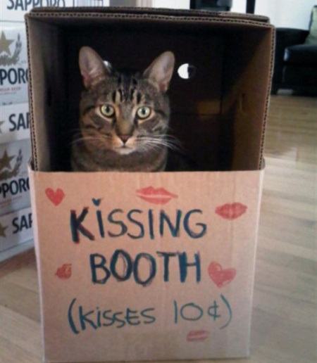 cat in booth