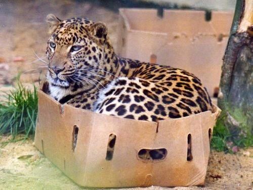 cats-in-boxes-Tumblr