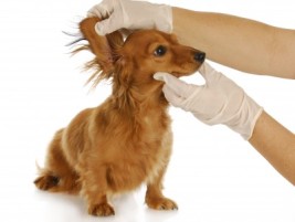 dog-ear-infection1