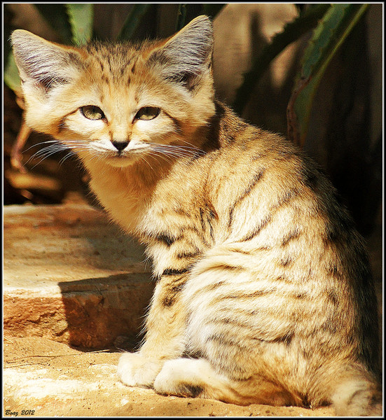 Sand Cat Breed Information