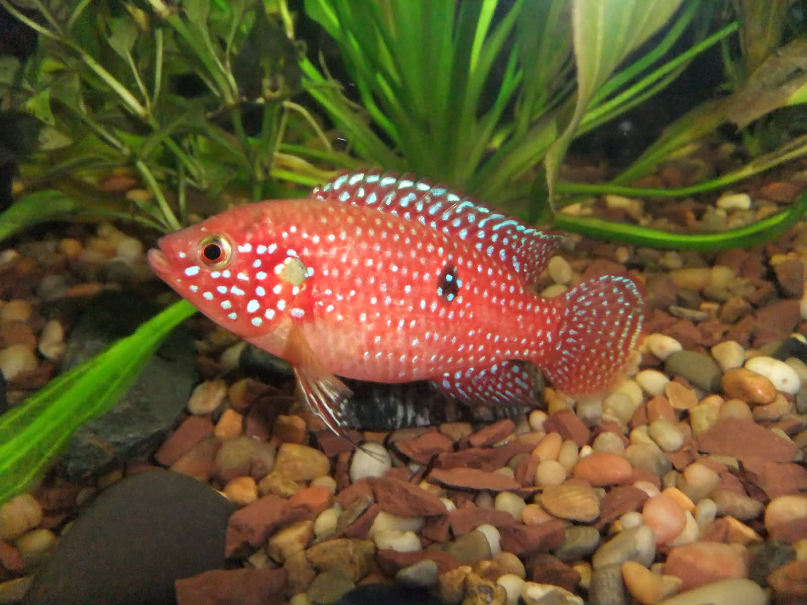 home aquarium fish types