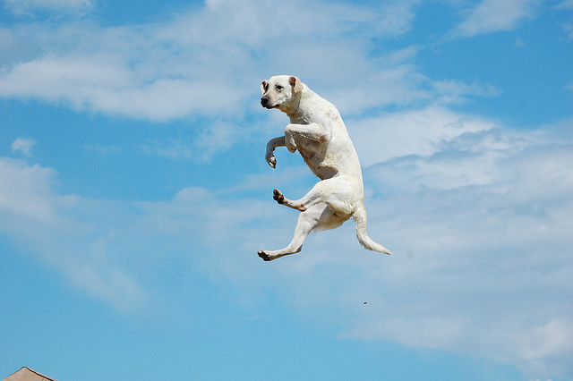 Dog-Jumping