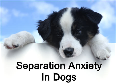 Separation-anxiety