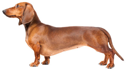 dachshund-smooth