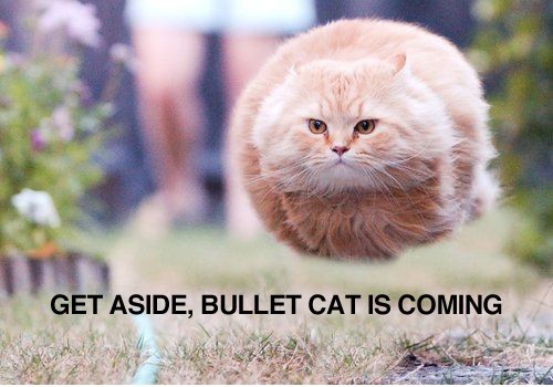 Get-aside-bullet-cat