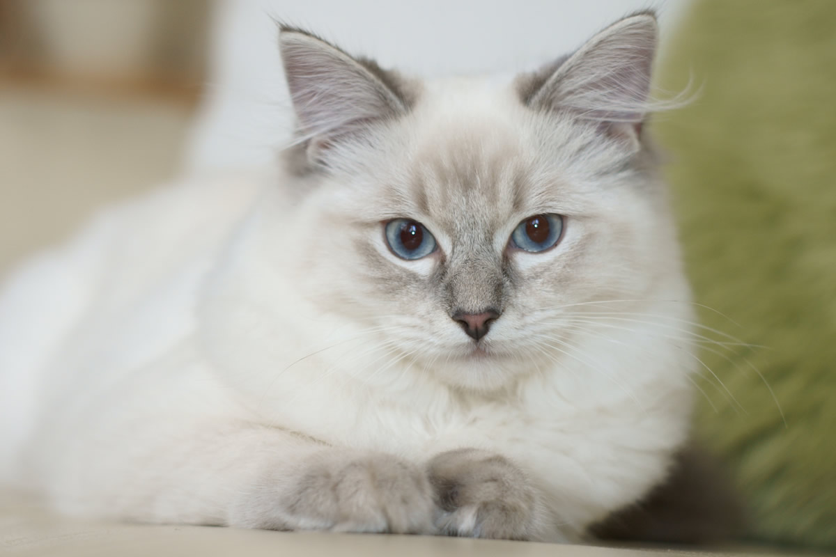 Ragdoll-breeds-pictures