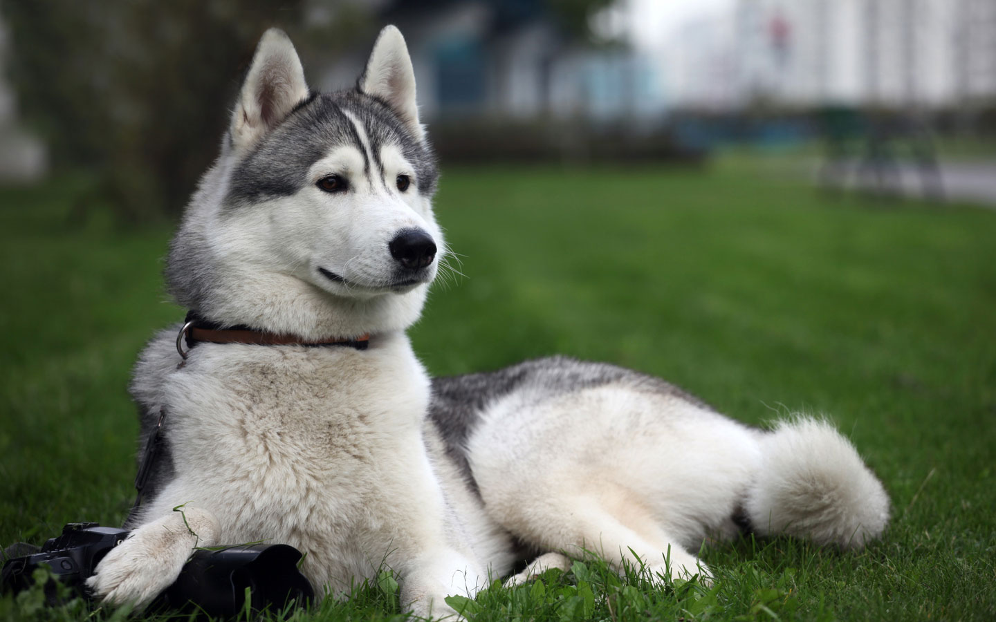 How To Look After a Siberian Husky? | Pets World