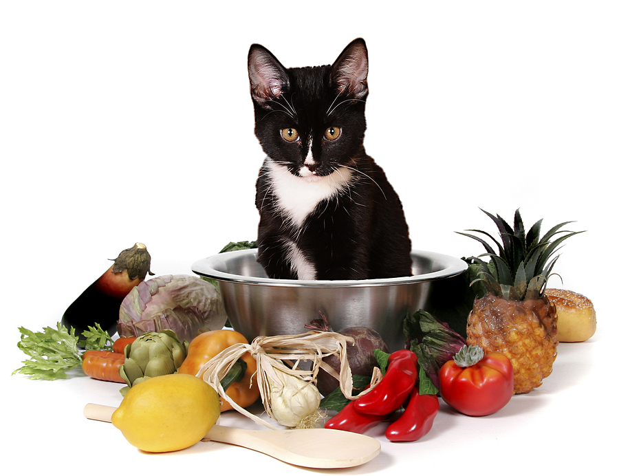 homemade-cat-food