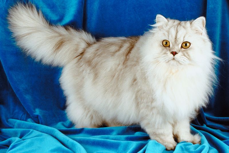 persian-cat-breed-dee