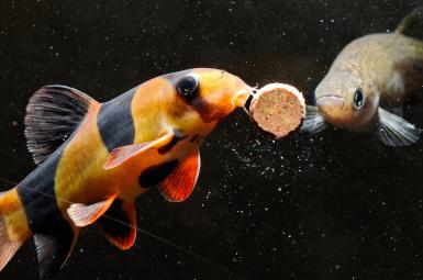 Feed Aquarium Fish