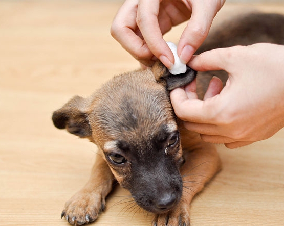 How To Clean Puppy Ears At Home