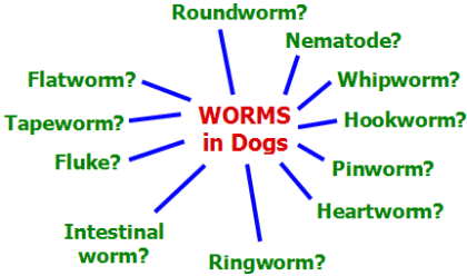 Worms-in-dogs