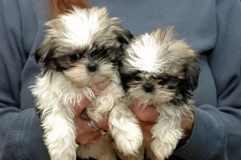 black-and-white-teddy-bear-puppies