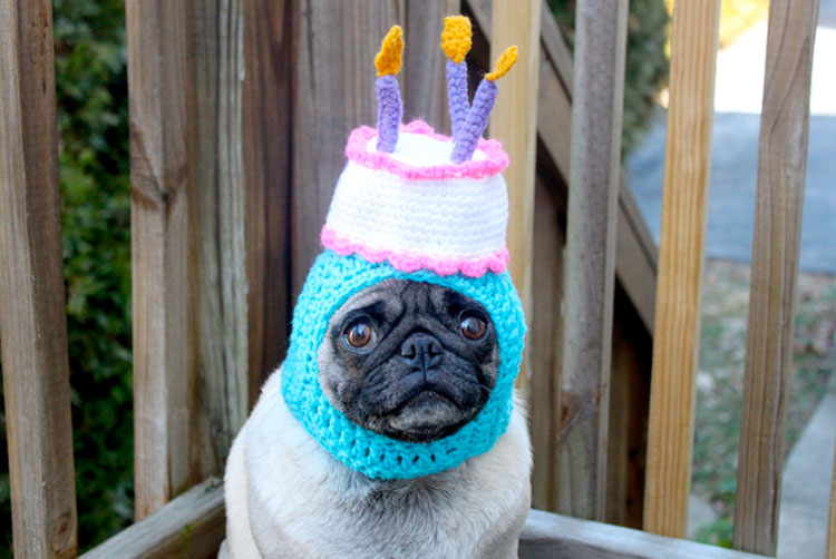 pug-in-a-birthday-hat