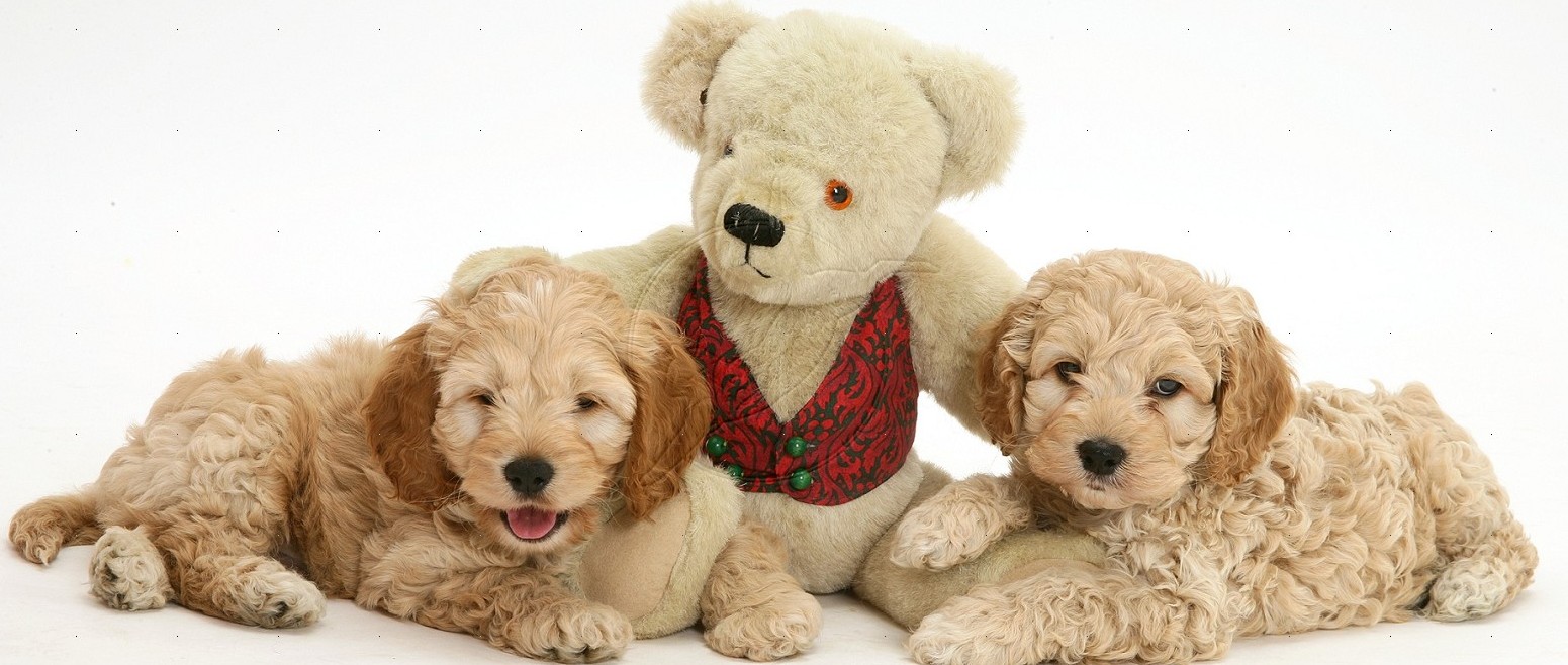 teddy-bear-dog-pictures-image