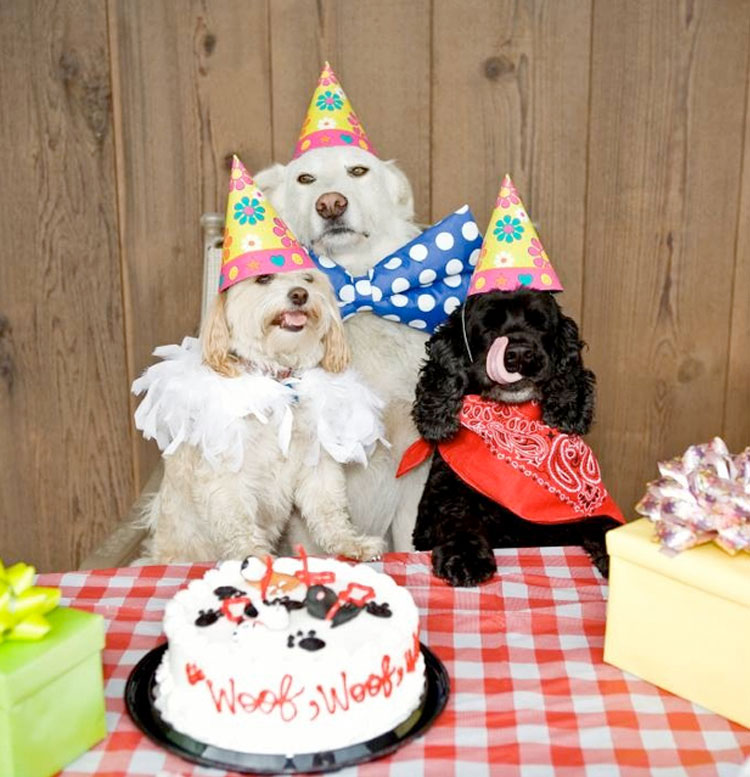 three-birthday-dogs