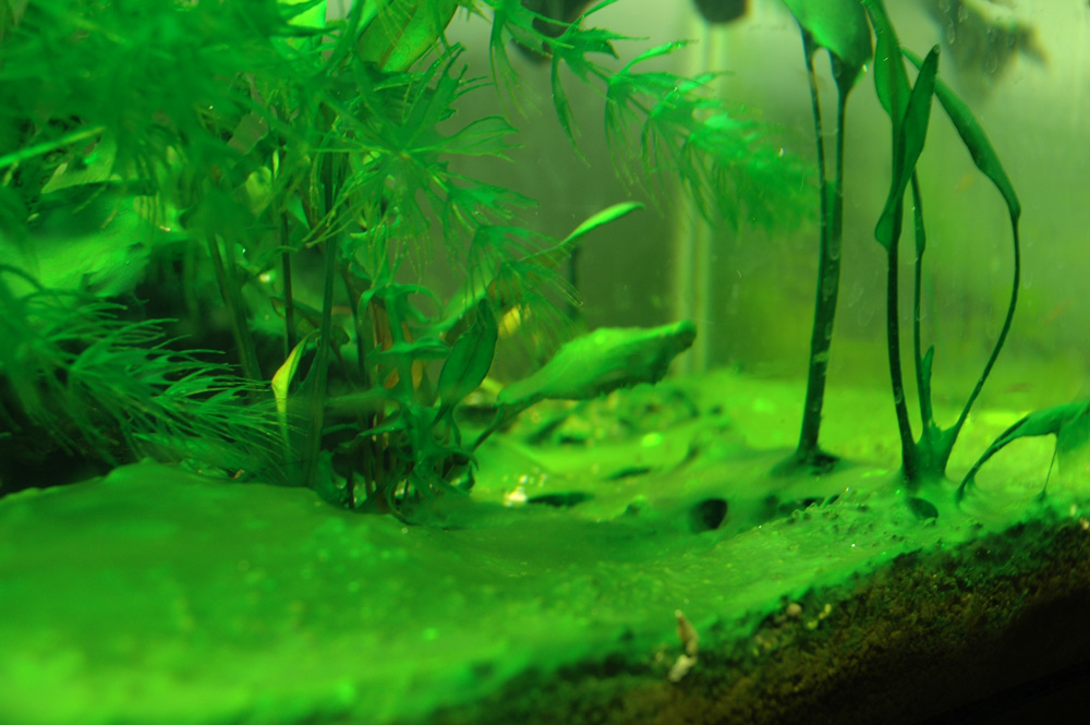 Algae In An Aquarium