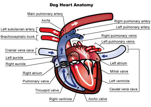 Knowing Heart Murmurs in Dogs | Pets World