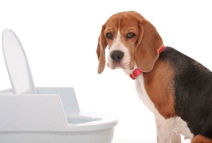How to Potty Train Your Dog