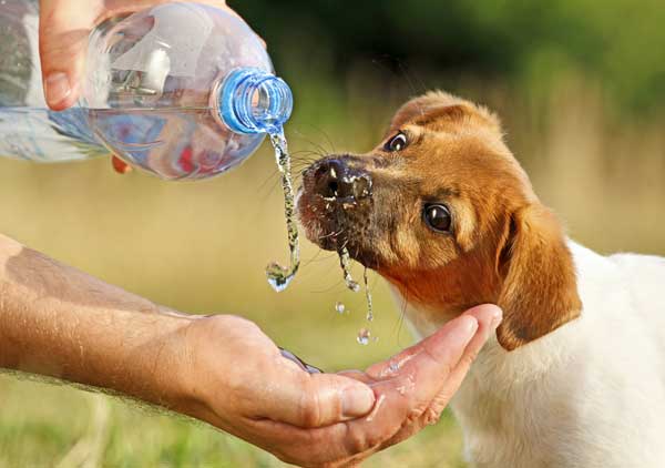 dog-drinks-water