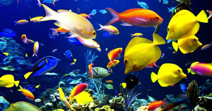 Fish-Aquarium-fish