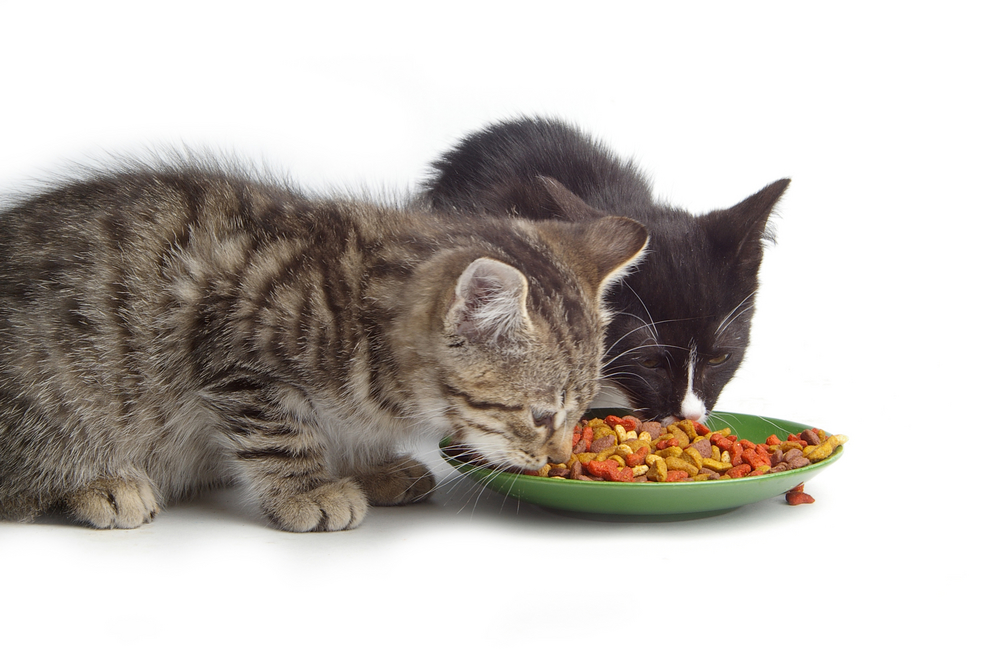 food for kitten