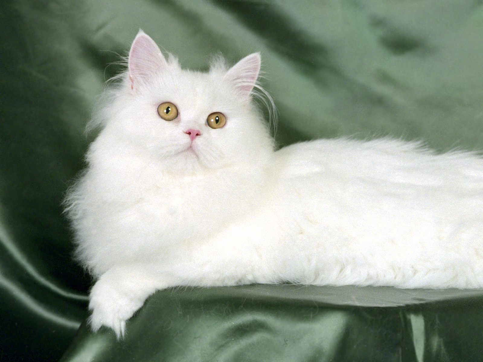 persian cat