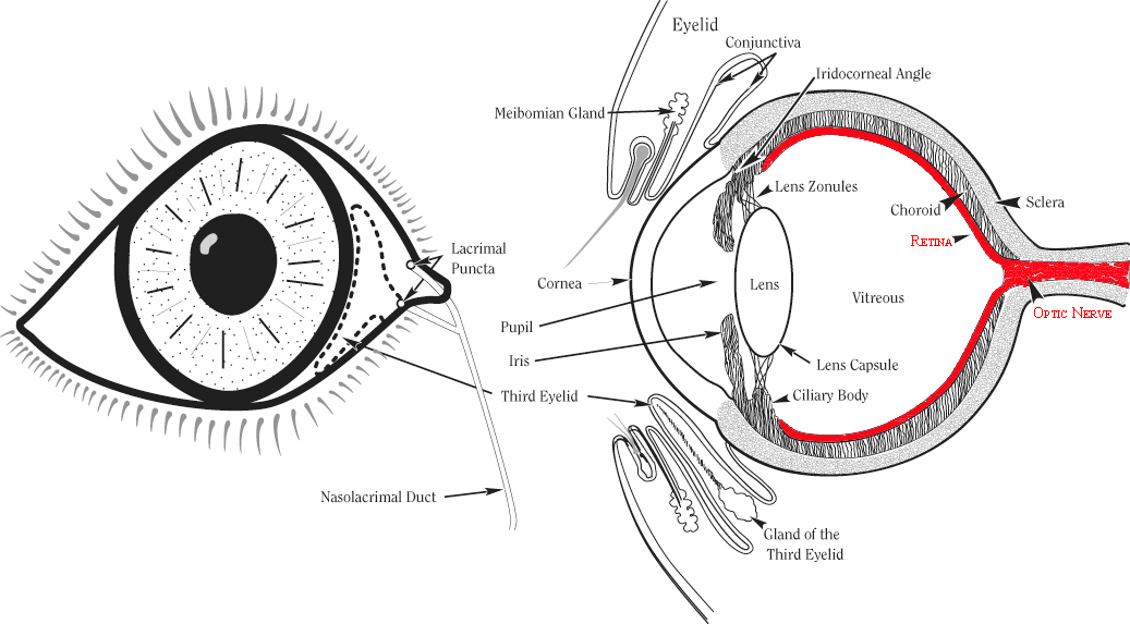 Eye-retina
