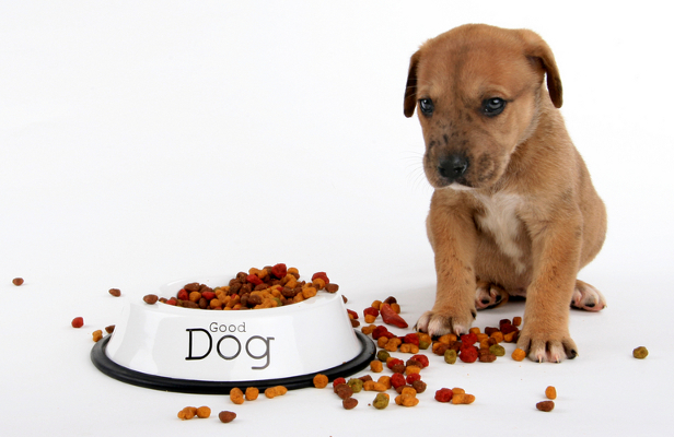 Puppy-and-Food-Bowl