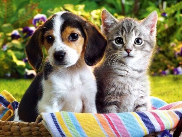 5 Tips For Bringing Cat And Dog Together