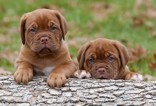 mastiff-puppies