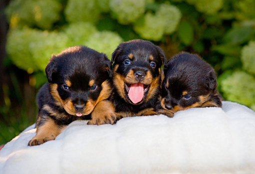 how many rottweiler babies can come out