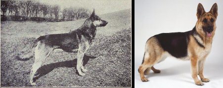 Evolution-German-Shepherd