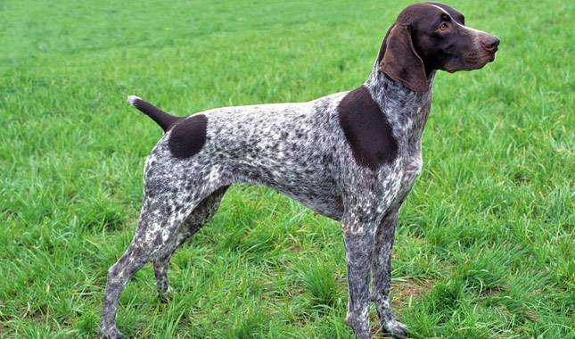 Training The German Shorthaired Pointer