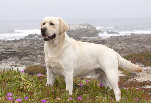 Labrador-Retriever-(1)