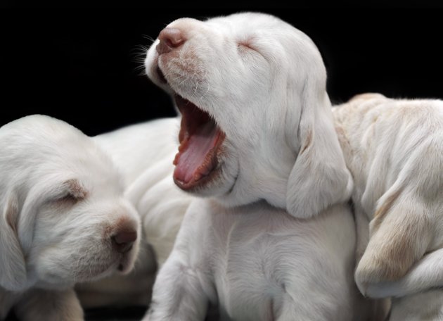 Newborn-Puppies-