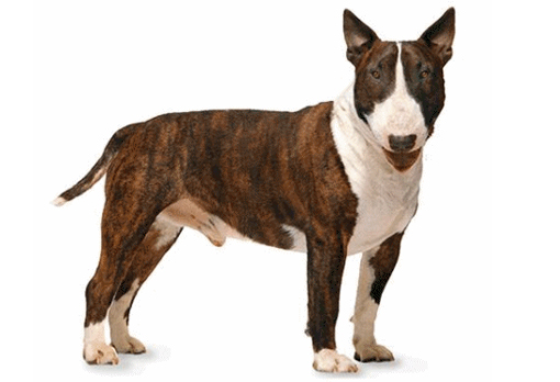 Bull Terrier Dog Breed Info – Cute Pictures, Puppy and Adult Images