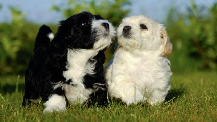 Havanese Dogs Puppies Images