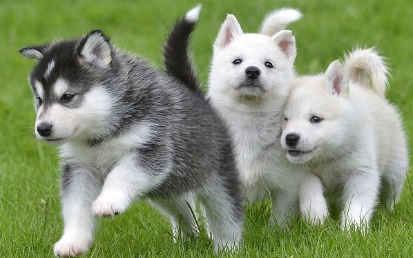 Huskies Dog Breeds