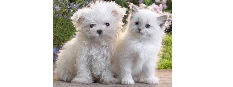maltese-and-cat