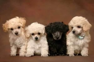 poodle-puppies