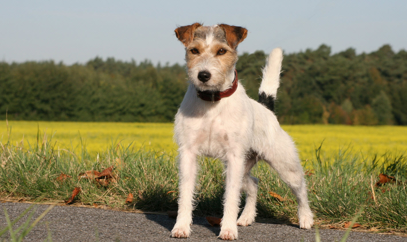 are terriers hounds