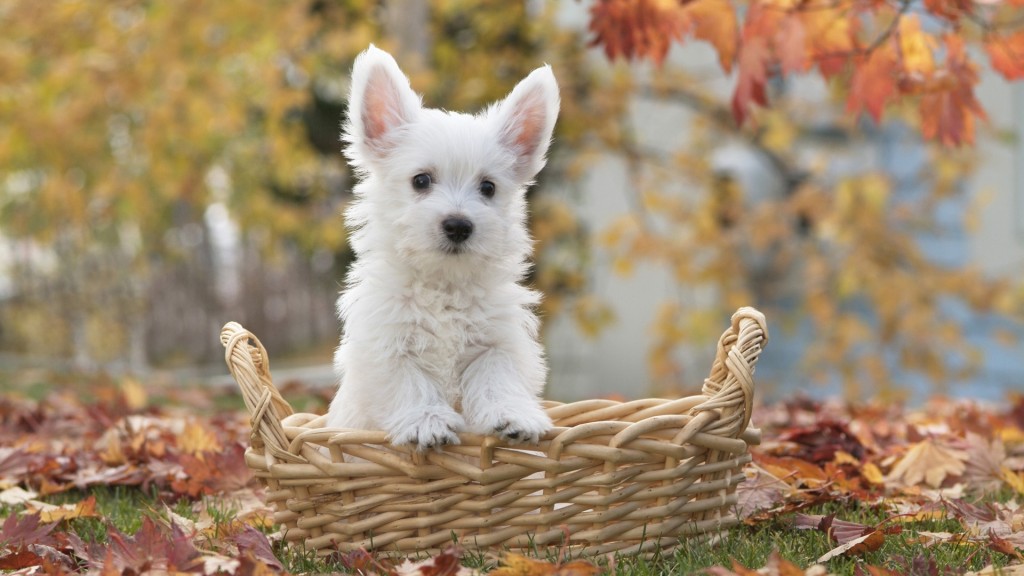 White-Terrier