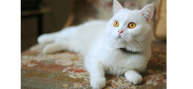 White-cat