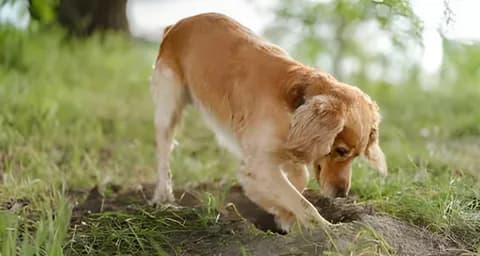 How to Address Digging Behaviour in Dogs?