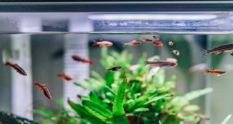 How to Choose the Best Location For Your Aquarium?