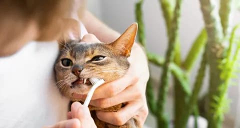 5 Tips to Keep Excellent Dental Health in Cats
