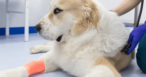 How to Prevent Common Injuries in Active Dogs?