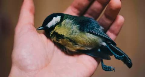 7 Common Signs of Sickness in Birds